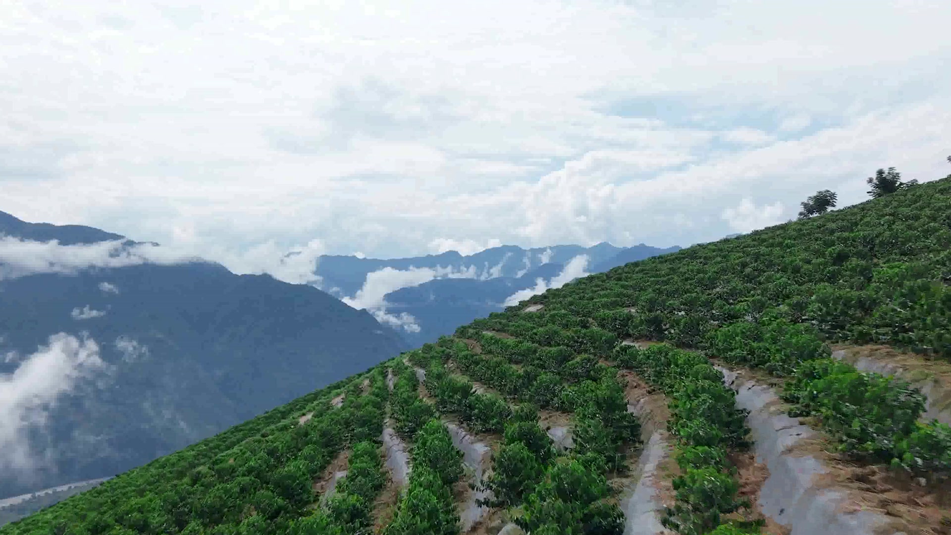 Coffee landscape in Yunnan, China