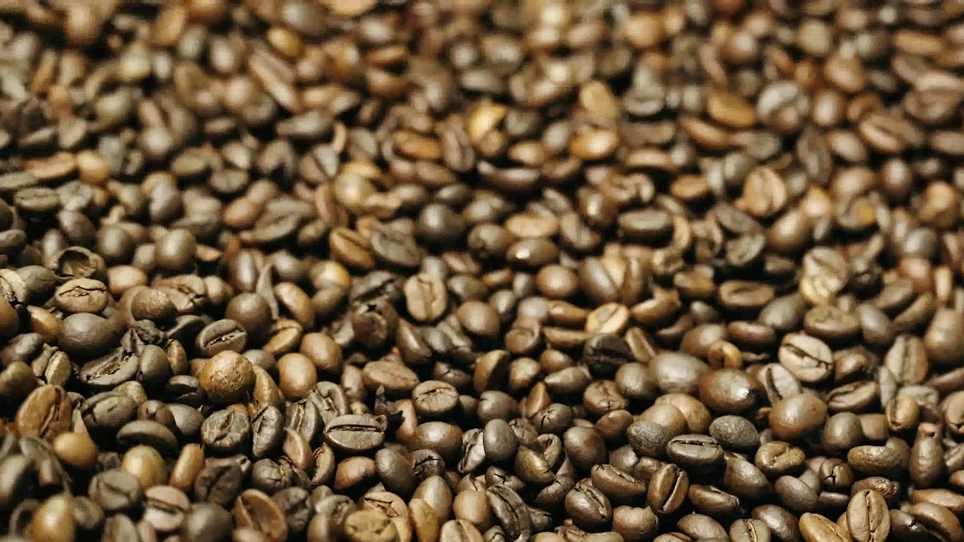 Roasted coffee beans selected before extraction
